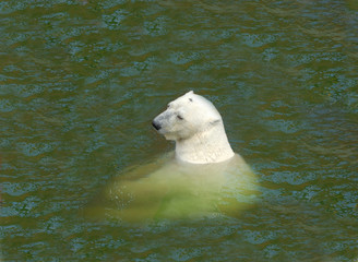 polar bear in the cold frigid waters