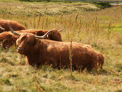 bufali scozzesi