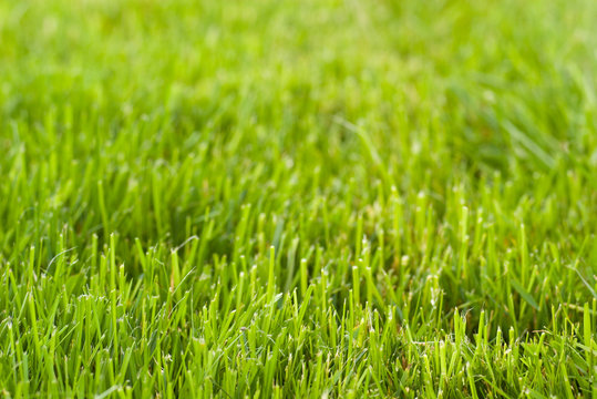 fresh cut grass background