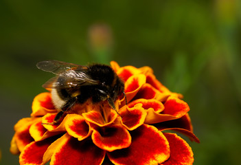 bumble bee on flower