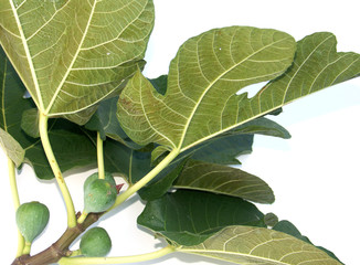 dessous de feuilles de figuier