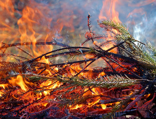  Burning branches