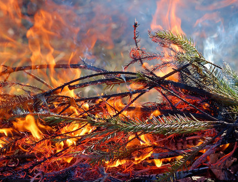  Burning branches