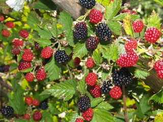 fruits de saison