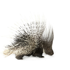 porcupine