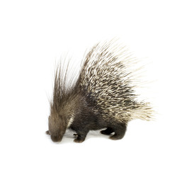 porcupine