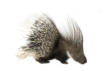 porcupine