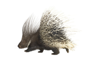 porcupine