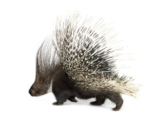 porcupine