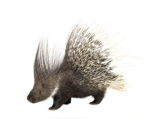 porcupine