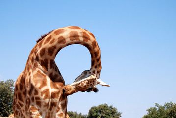 Girafe 01