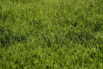 Grass lawn