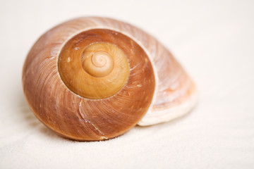 Seashell