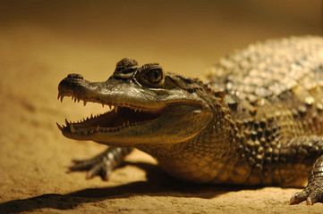 Crocodile, alligator,amphibien, reptile