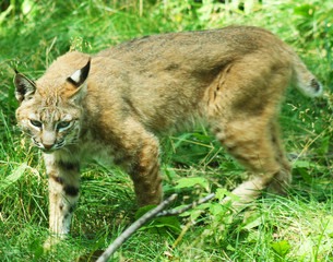 Bobcat