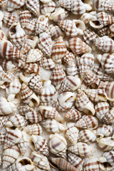 Seashells background