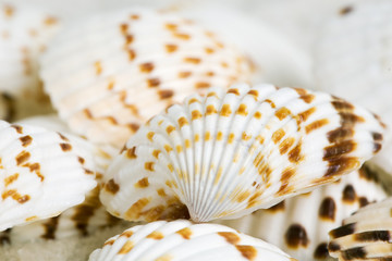 Seashells background