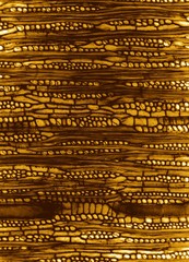 Microscopic wood section sample