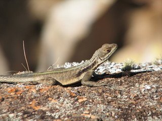 lézard de madagascar