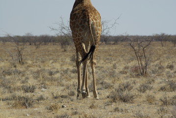 La démarche de la girafe