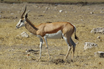 Naklejka na ściany i meble Springbok gazela - Namibie (Antidorcas marsupialis)