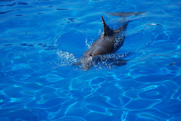 Obraz premium dauphin