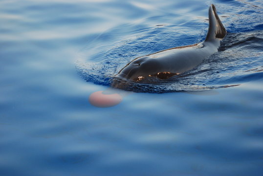 dauphin et ballon