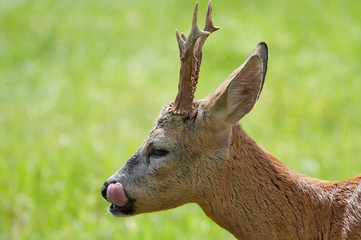 Young buck