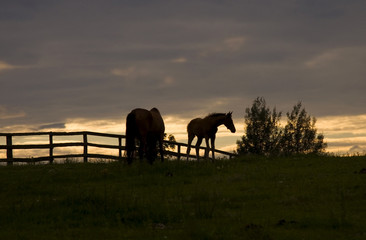 horse at sunset