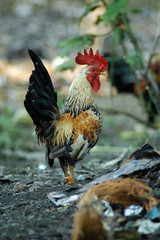 The cock xxi