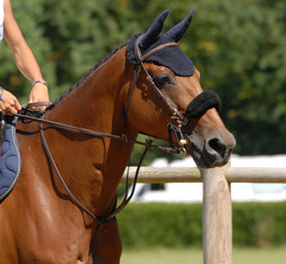Obraz premium cheval de CSO