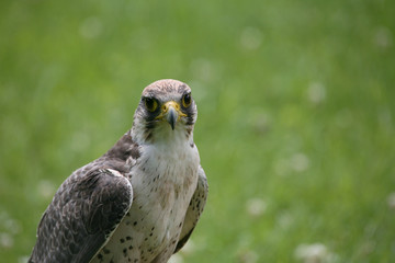 Lannerfalke