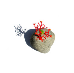 corail rouge