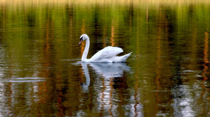 swan on lake