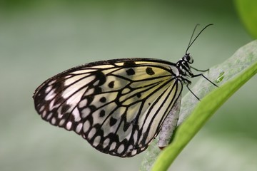 Schmetterling 3