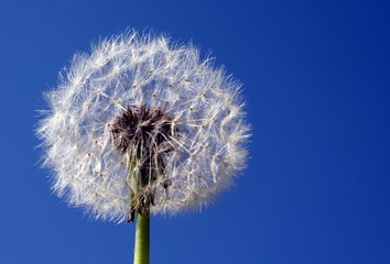 Fototapeta premium Pusteblume