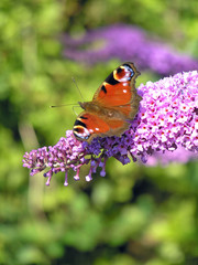 Peacock Butterfly on Buddleia 4