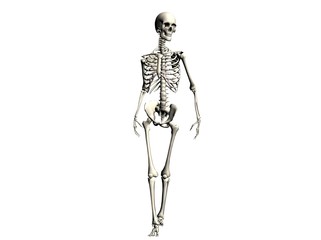 Skeleton