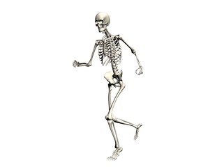 Skeleton