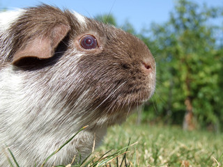 Guinea Pig