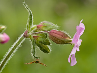 Herb Robert, Geranium robertianum