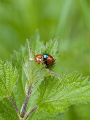 Coccinellidae