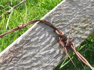 Barbed Wire