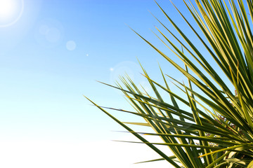 Palm leaves and beautiful blue sky. With lens flare.