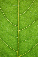Leaf detail