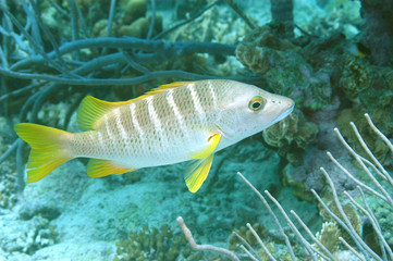 Schoolmaster (Lutjanus apodus), underwater in Bonaire