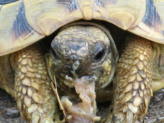 Obraz premium Turtle eating a snail