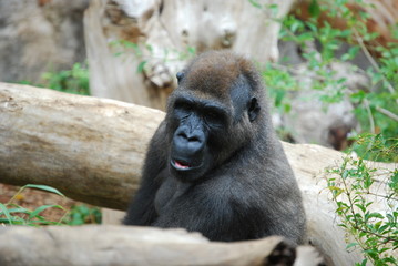 Gorilla 5