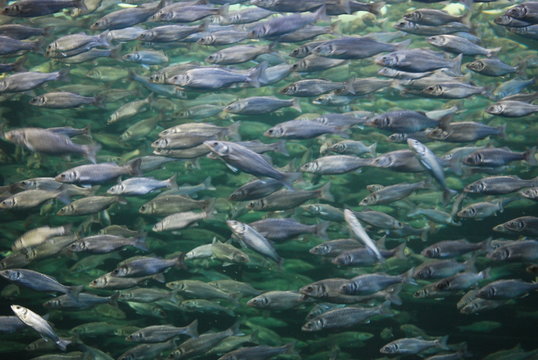Fischschwarm 1