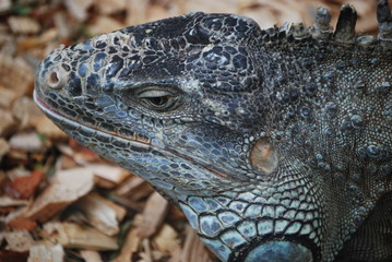 Chameleon